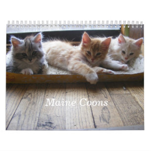Calendario del gatito del Coon de Maine