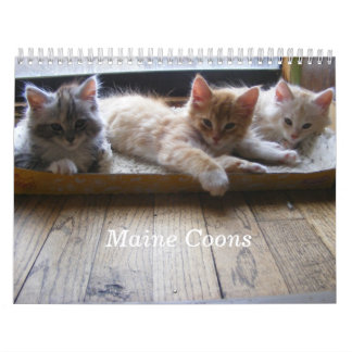 Calendario del gatito del Coon de Maine