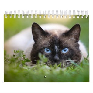 Calendario del gato siamés