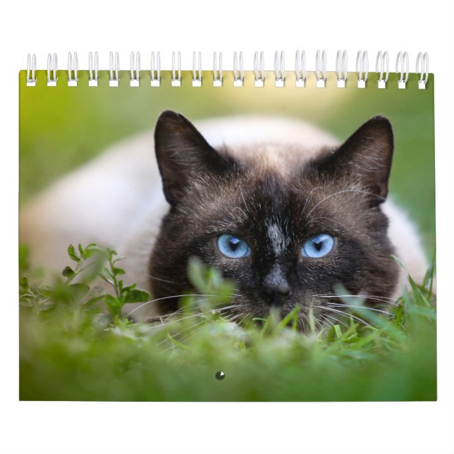 Calendario del gato siamés (Tapa)