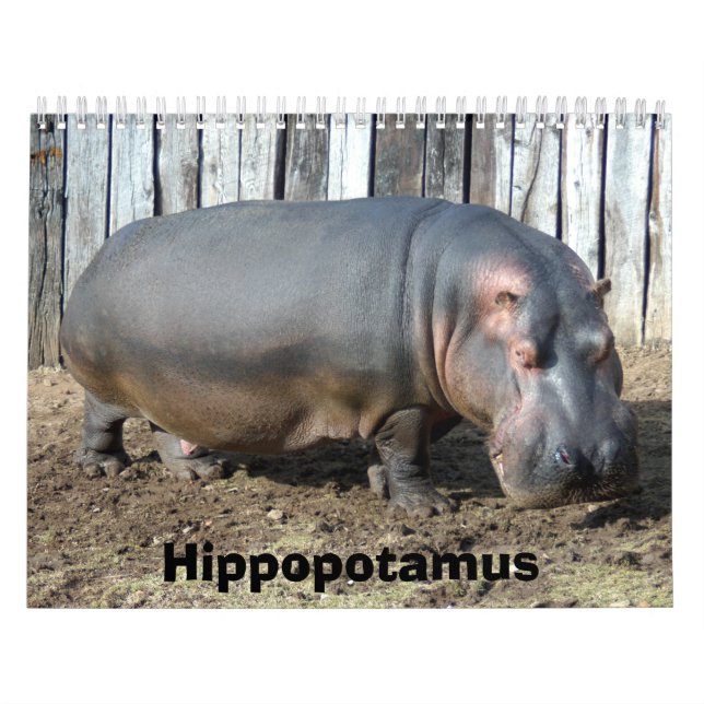 Calendario del Hippopotamus, Hippopotamus (Tapa)
