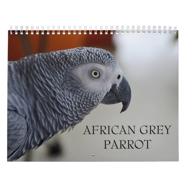 Calendario del loro del gris africano de Congo (Tapa)