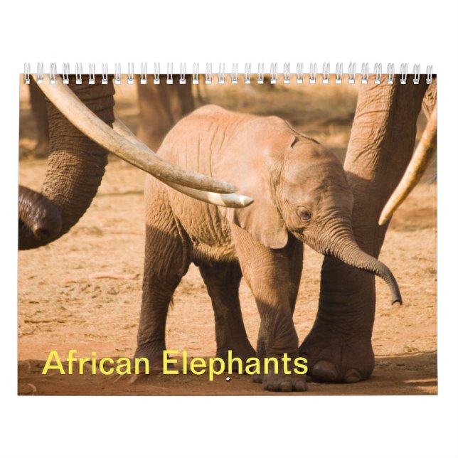 Calendario del Muro de los Elefantes Africanos (Tapa)