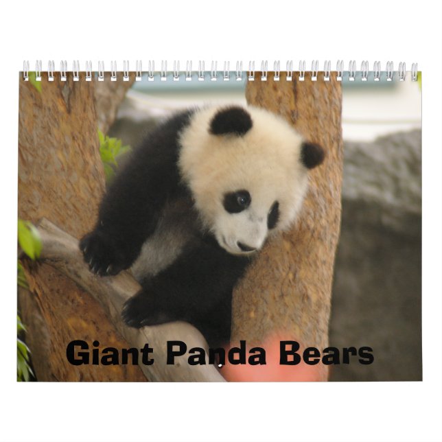 Calendario del oso de panda gigante, osos de panda (Tapa)