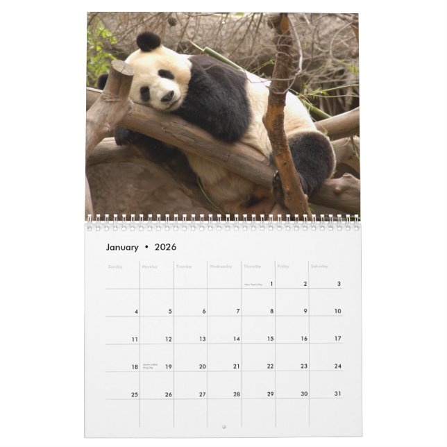 Calendario del oso de panda gigante, osos de panda (Jan 2026)