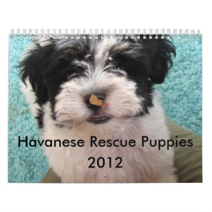 Calendario del perrito del rescate de Havanese