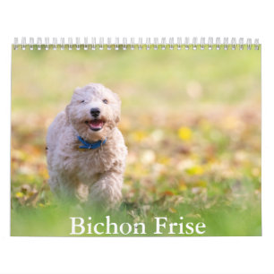 Calendario del perro Bichon Frise