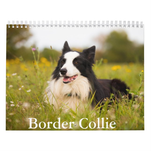 Calendario del perro Collie de borde (Tapa)