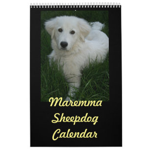 Calendario del perro pastor de Maremma