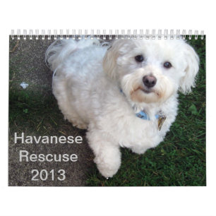 Calendario del rescate de Havanese