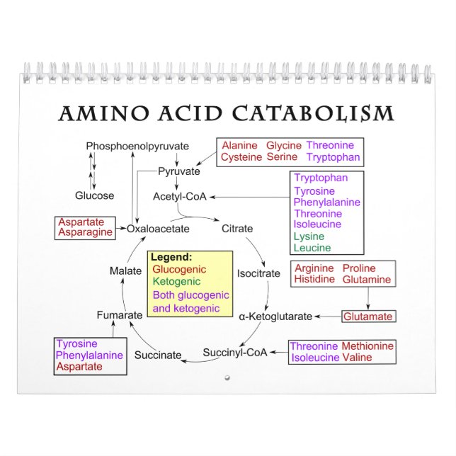 Calendario Diagrama del catabolismo de ácidos aminoácidos (Tapa)