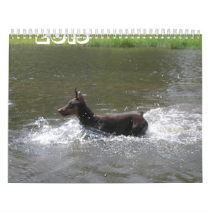 Calendario Doberman 2013 Calendario-revisado febrero