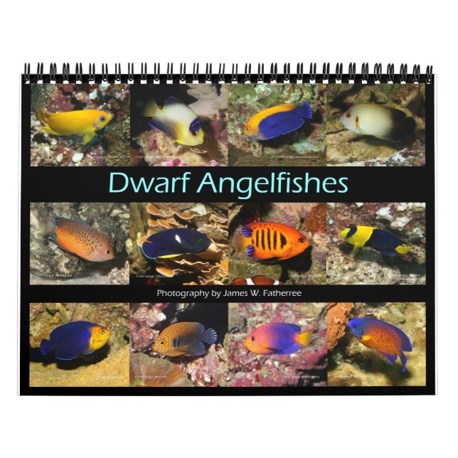 Calendario Dwarf Angelfishes Wall Calendar de J.W. Padre. (Tapa)