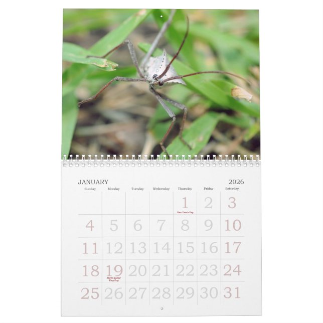 Calendario El amor de insectos (Jan 2026)