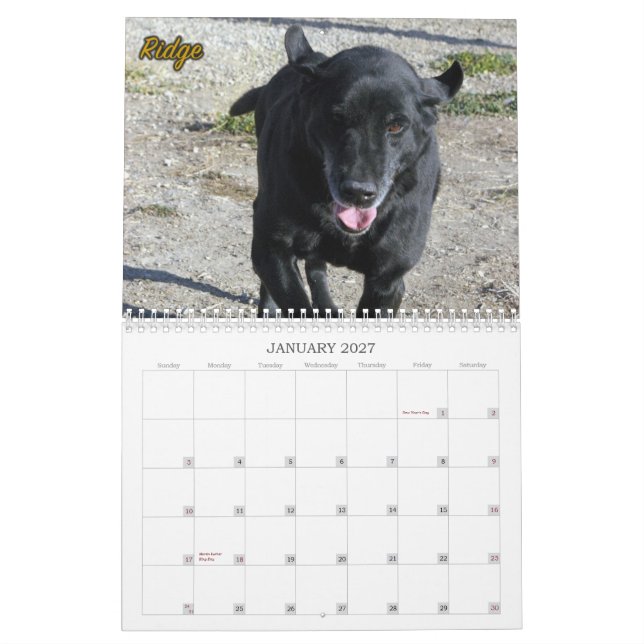 Calendario El Labradors de la perrera de cuatro patas (Jan 2027)