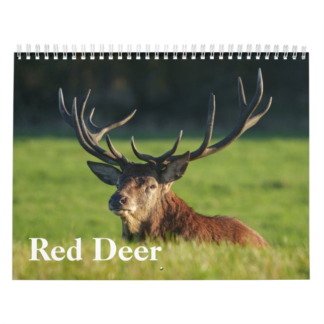 Calendario El venado rojo cautivador de 2026 (Tapa)