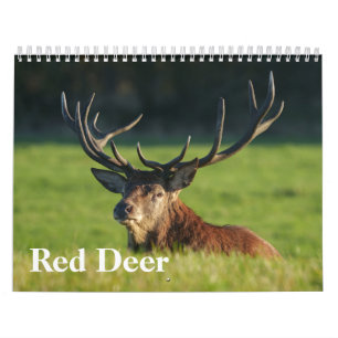 Calendario El venado rojo cautivador de 2026