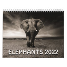 Elefantes salvajes 2022