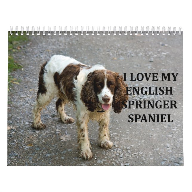 Calendario English Springer Spaniel (Tapa)