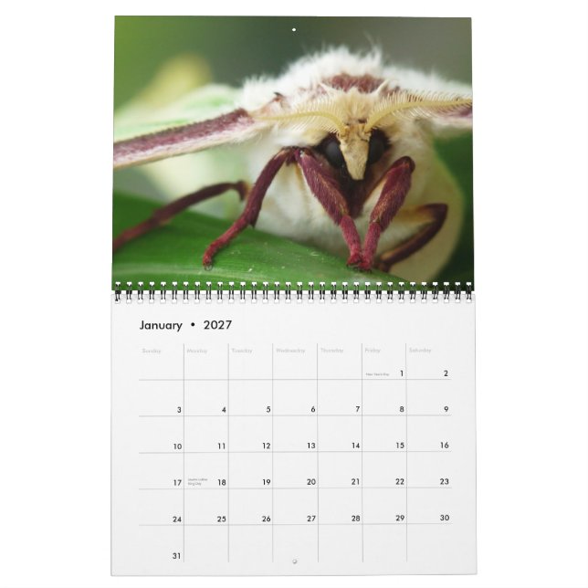 CALENDARIO "ESPECIAL" DE 2013 INSECTOS POR LAS (Jan 2027)