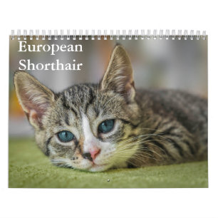 Calendario Europeo de Shorthair