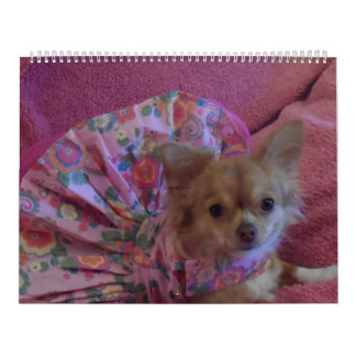 Calendario fabuloso de la chihuahua 2013