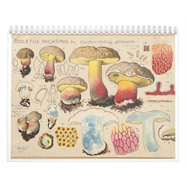Calendario FERRY MUSHROOMS Calendar (Tapa)