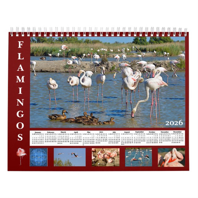 Calendario Flamingos 12 month calendar (Tapa)