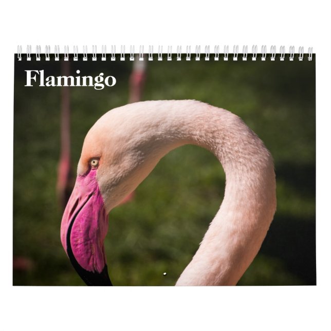 Calendario Flamingos 2025 (Tapa)