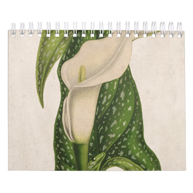 Calendario Flor cosechada Calla Lily Green se cierra (Tapa)