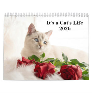 Calendario Foto de gato adorable Es la vida de un gato 2027