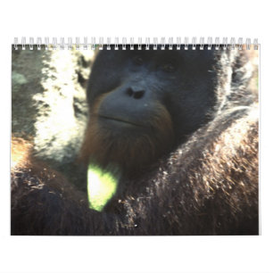 Calendario Fotografía 2011 de la fauna