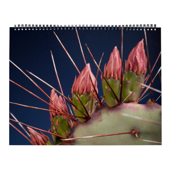 Calendario Fotografía Bella Artes de Cacti y Suculentos (Tapa)