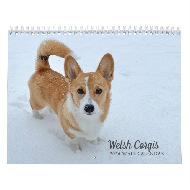 Calendario Fotografía de perro de Corgi galés 2026 en pared (Tapa)