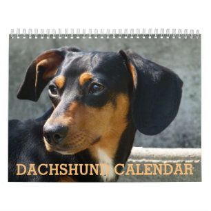 Calendario fotográfico de Dachshund