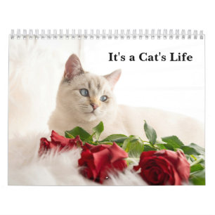 Calendario Fotos de gatos adorables Es la vida de un gato