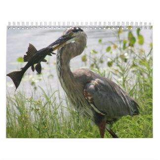 CALENDARIO GARZA DE GRAN AZUL DE LA FLORIDA
