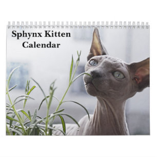 Calendario Gatito Sphynx 2027