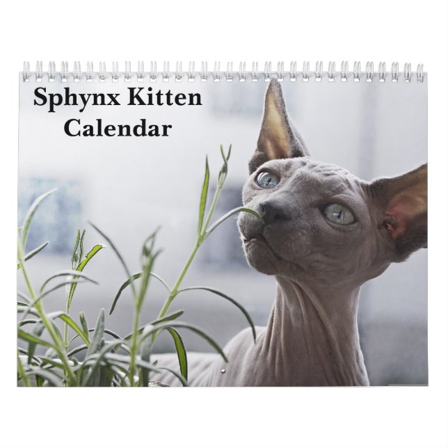 Calendario Gatito Sphynx 2027 (Tapa)