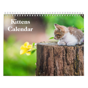 Calendario Gatitos Adorables Tigre de Bengala 2027