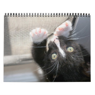Calendario ¡Gatitos, gatitos!