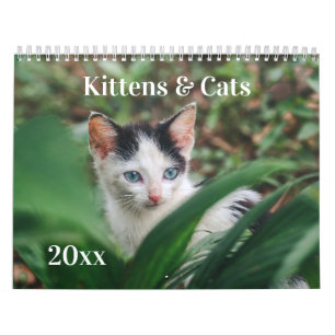 Calendario Gatitos y Gatos