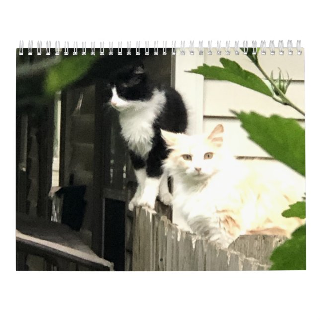 Calendario Gato (Reverso)