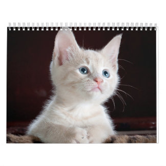 Calendario gato de esfisión