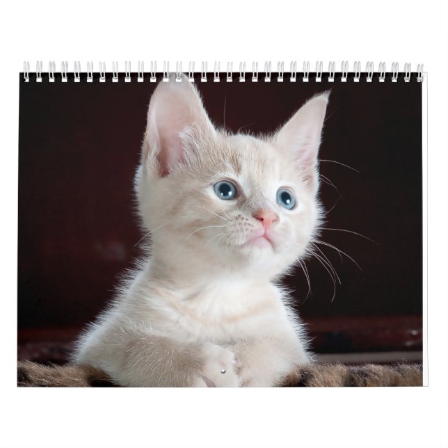 Calendario gato de esfisión (Tapa)