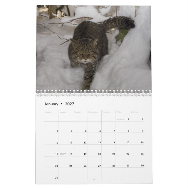 Calendario - gato montés escocés (Jan 2027)