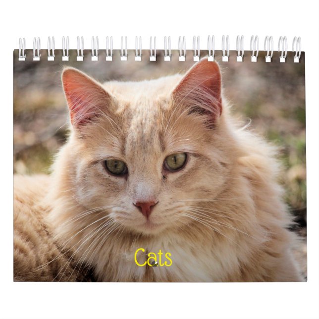Calendario Gatos (Tapa)