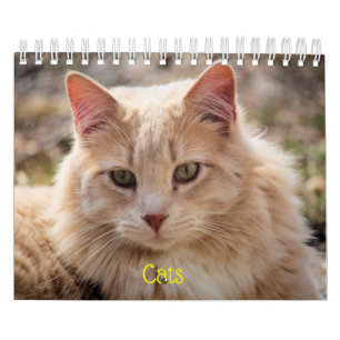 Calendario Gatos