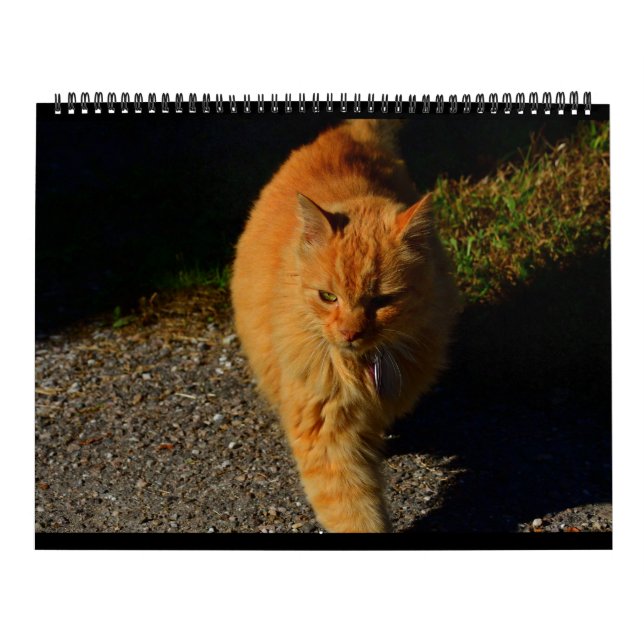Calendario Gatos de Vermont 2024 (Tapa)