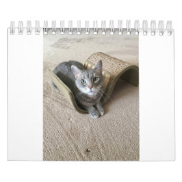 Calendario Gatos Kitty